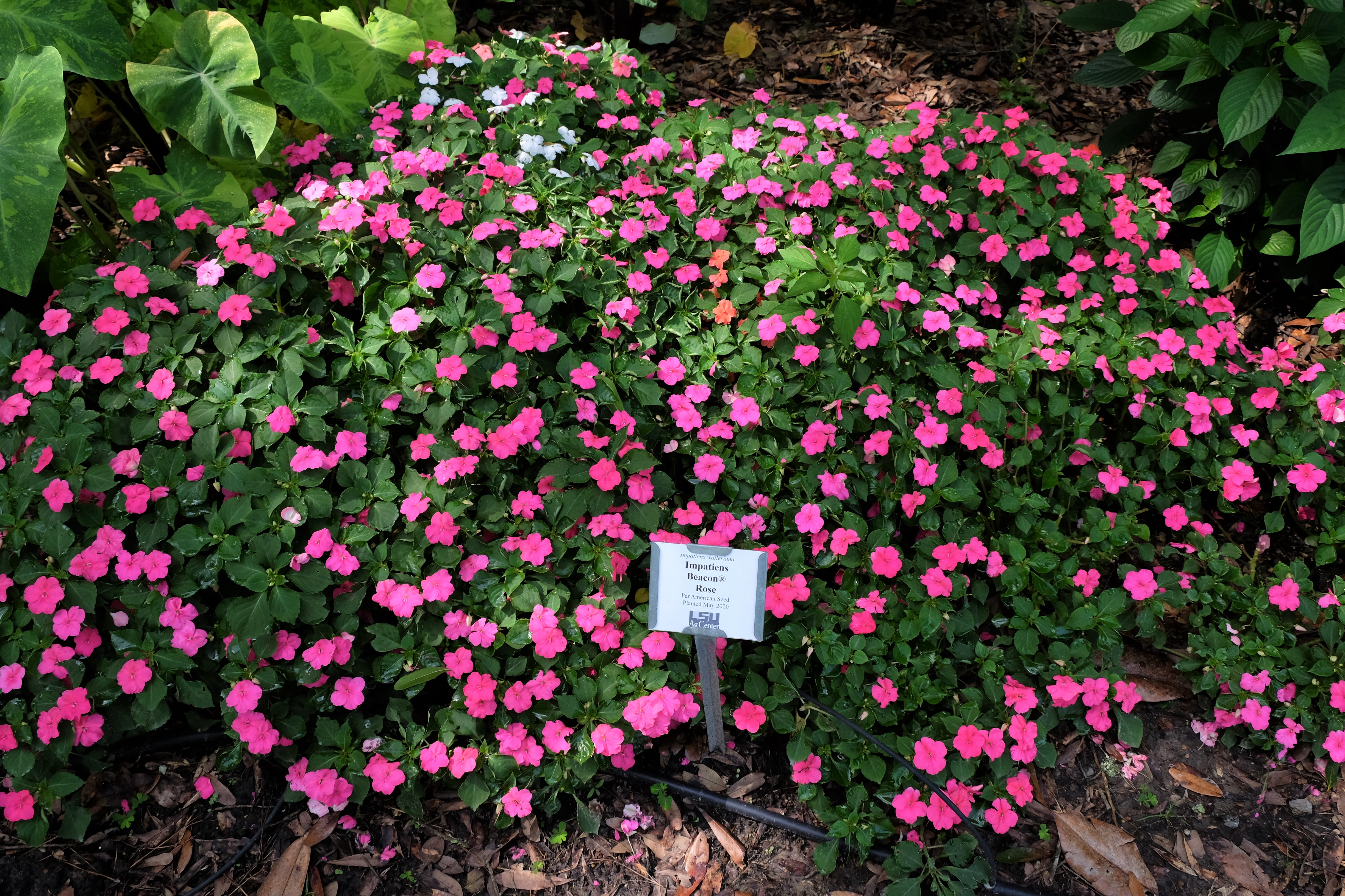 Beacon Rose ImpatiensJPG